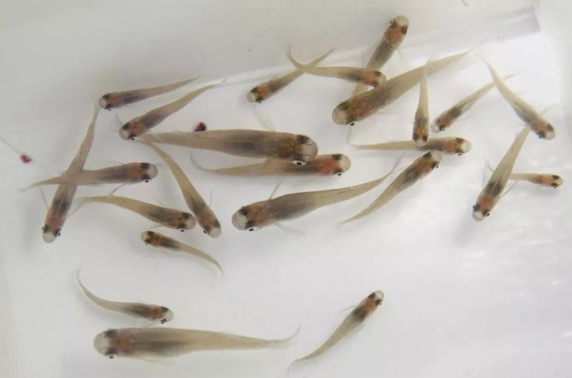 50 Live Gambusia Mosquito Fish (Koi Pond) Aquarium Feeder Fish Hardy Guppy