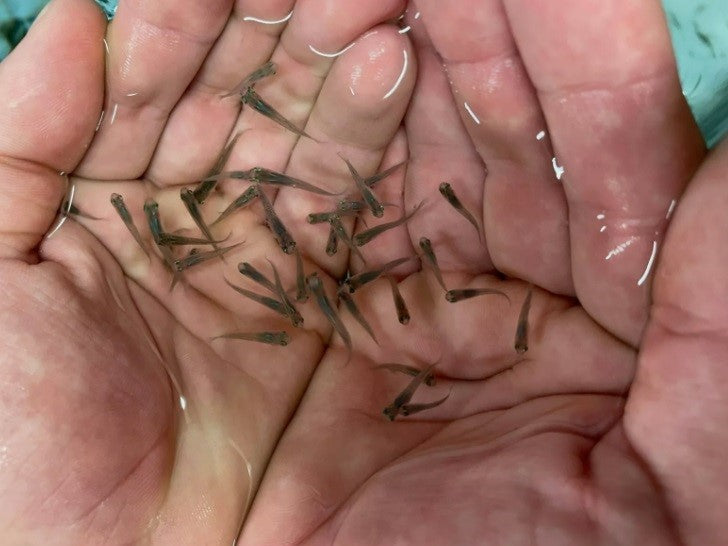 50 Live Gambusia Mosquito Fish (Koi Pond) Aquarium Feeder Fish Hardy Guppy